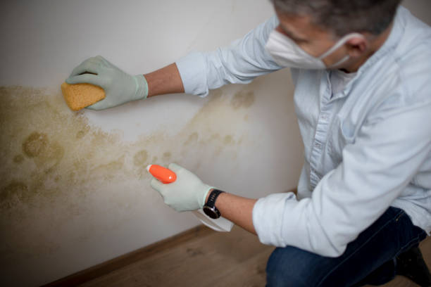 Best Residential Mold Remediation in Powell, WY