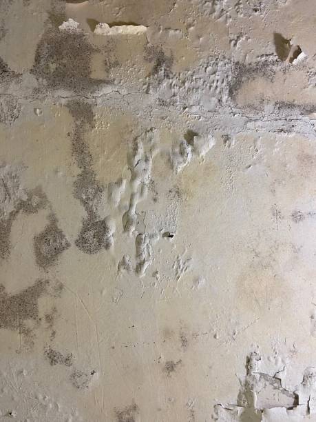 Best Crawl Space Mold Remediation in Powell, WY