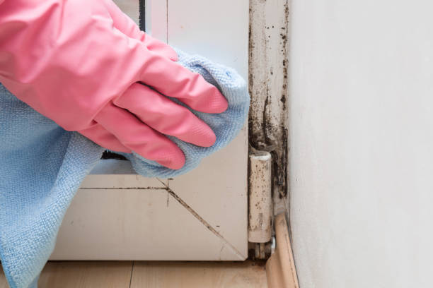 Best Kitchen Mold Remediation in Powell, WY